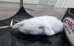 Mini Lop rabbits for sale: 8 beautiful lops  - Image 5