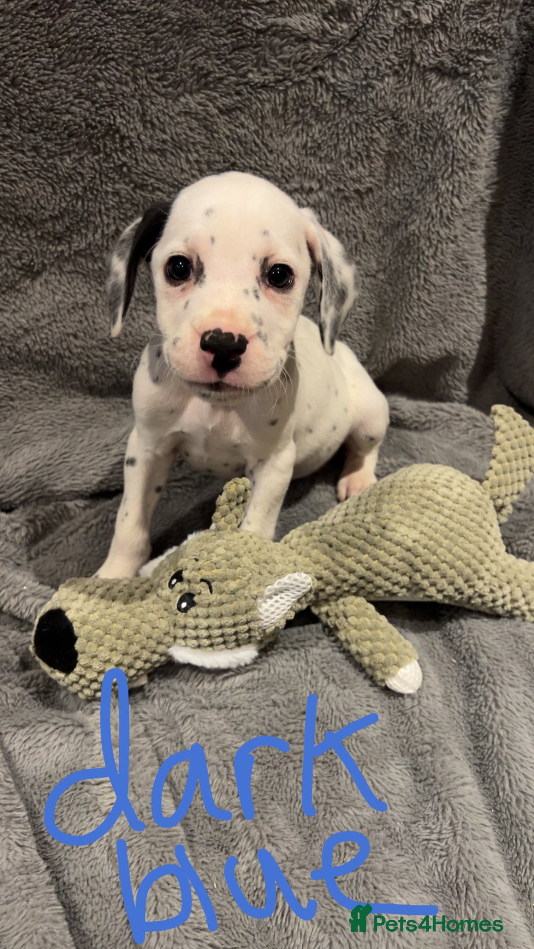 Mixed Breed dogs for sale: Dalmatianxboxer puppies  - Image 14