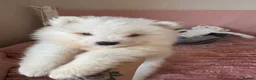 Samoyed dogs for sale: Crufts line + health tested Samoyeds - Advert 24
