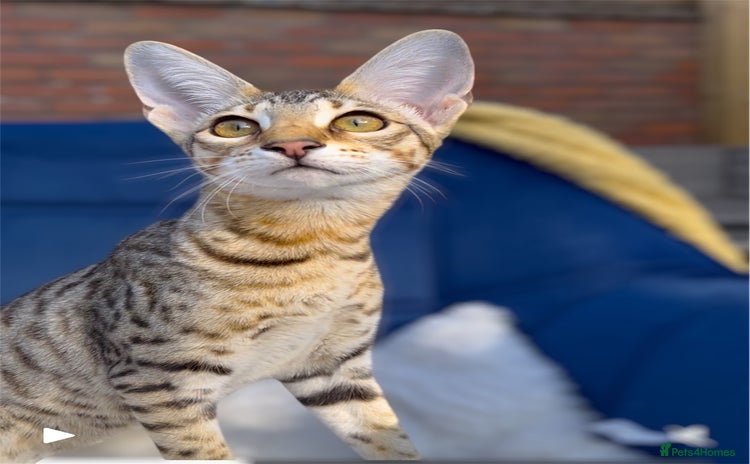 Savannah cats - Advert 1