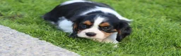 Cavalier King Charles Spaniel dogs for sale: Beautiful Cavalier King Charles Spaniel puppies - Advert 33