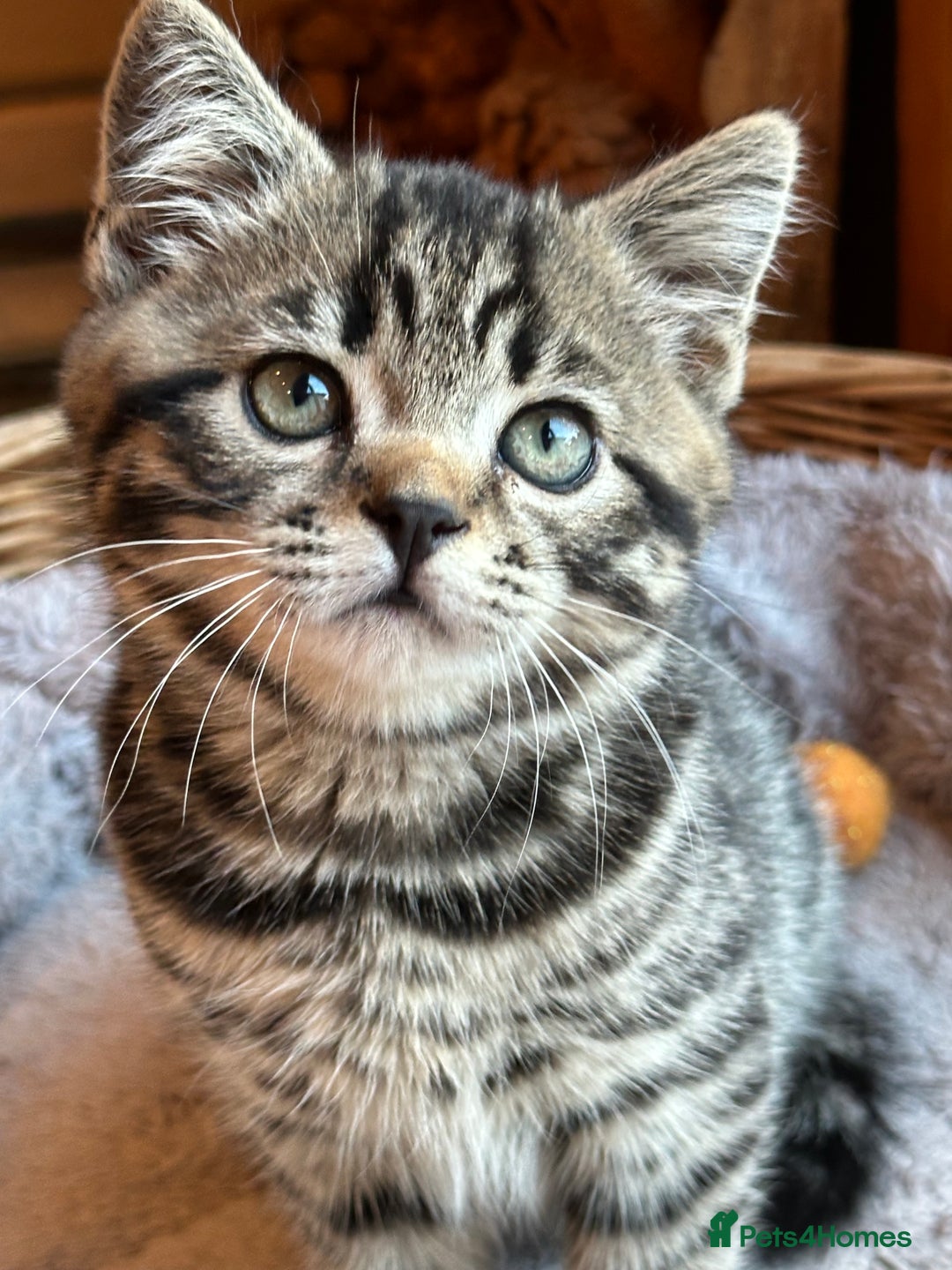 British Shorthair cats for sale: British Shorthair Chocolate Spotted Kittens - Advert 6