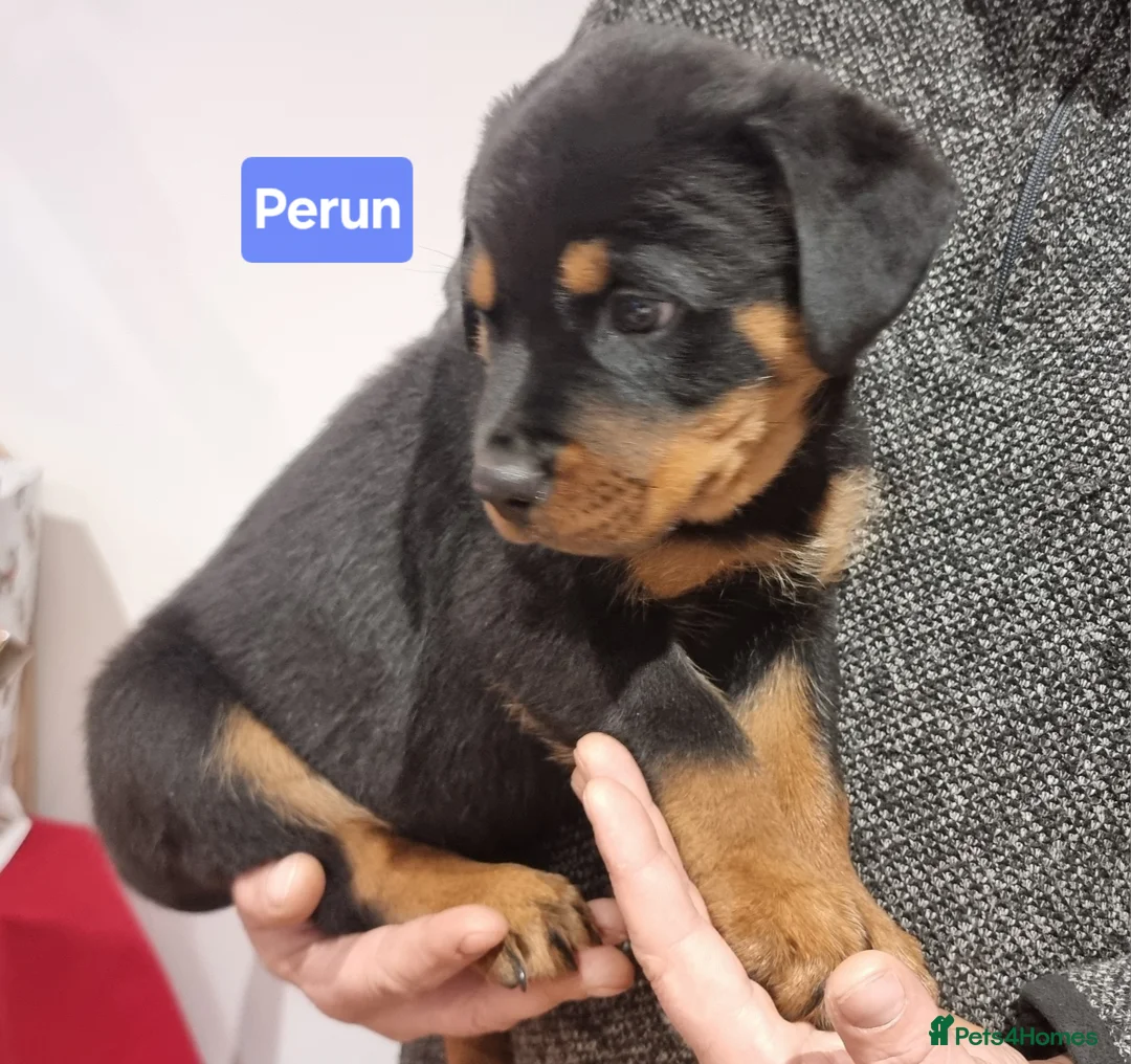 Rottweiler dogs for sale: ONLY 1 BOY LEFT Champion Bloodline KC Rottweilers - Advert 20