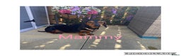 Miniature Dachshund dogs for sale: Miniture dachshund puppies  - Advert 2