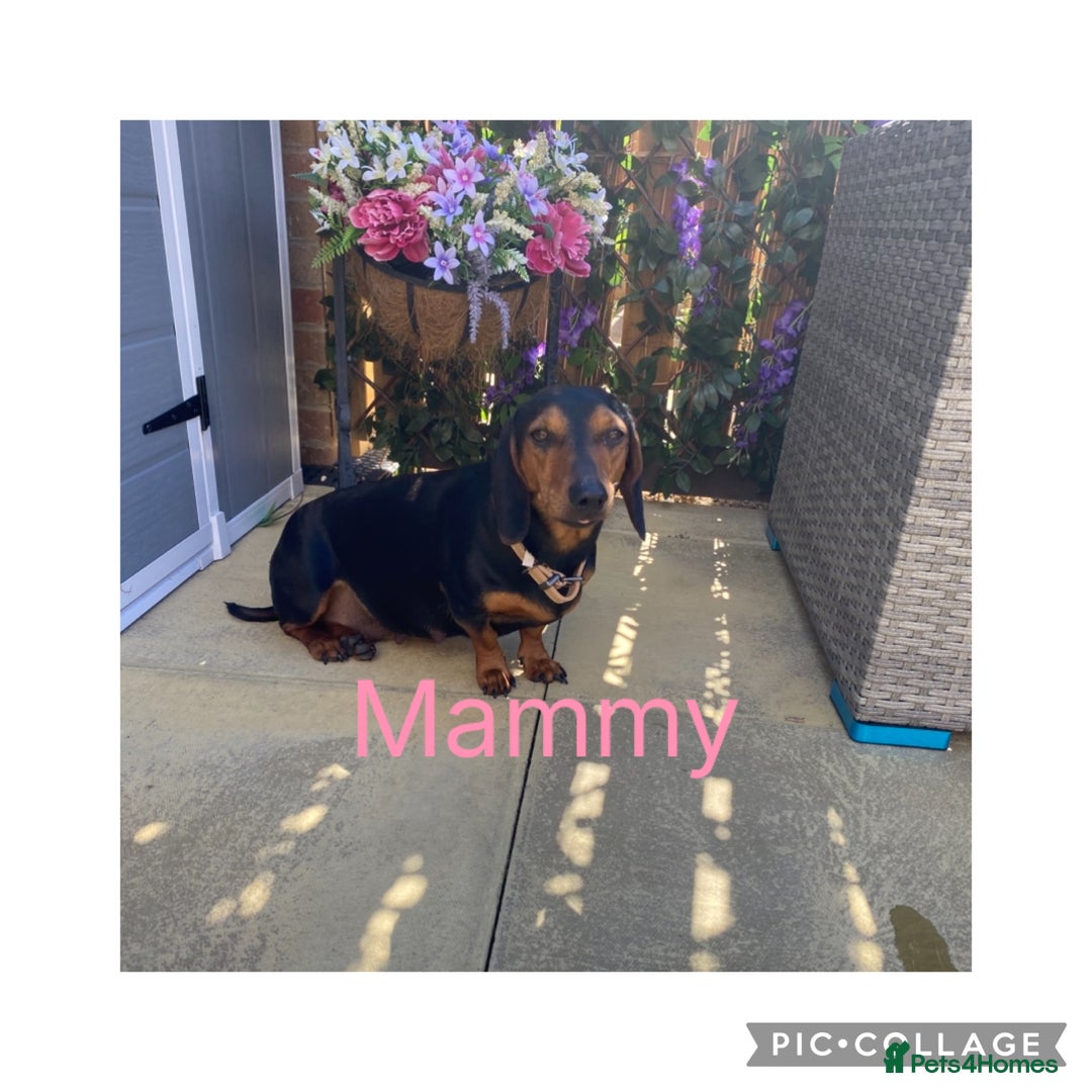Miniature Dachshund dogs for sale: Miniture dachshund puppies  - Advert 2