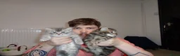 Perdoll cats for sale: Persian Ragdoll Tabby Kittens  - Advert 21