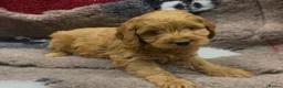 Cockapoo dogs for sale: Beautiful Cockapoo Puppies  - Advert 4