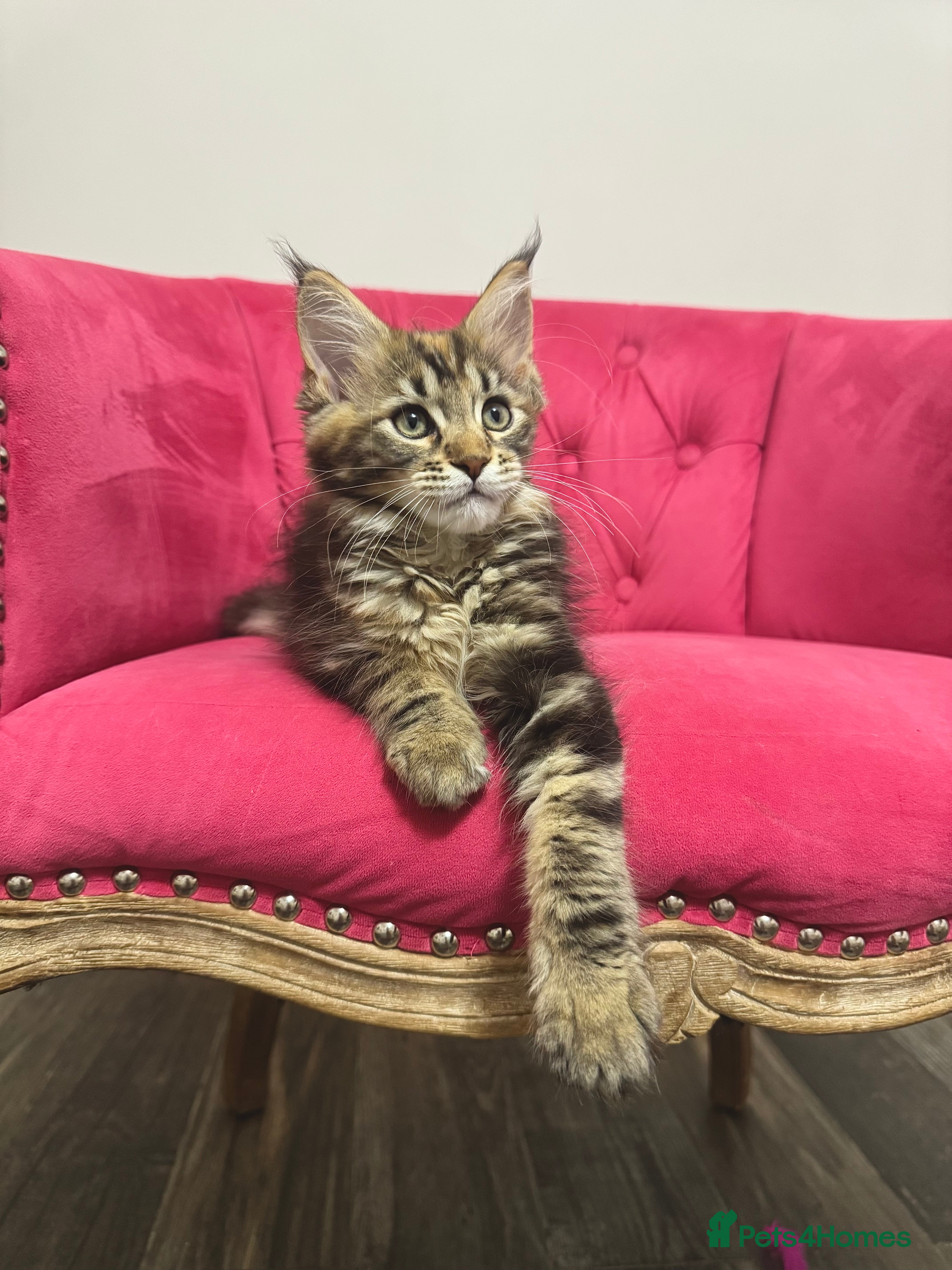 Maine Coon cats Maine Coon Kittens 🏆 20+ gen 🧬 Full Pedigree - Advert 2