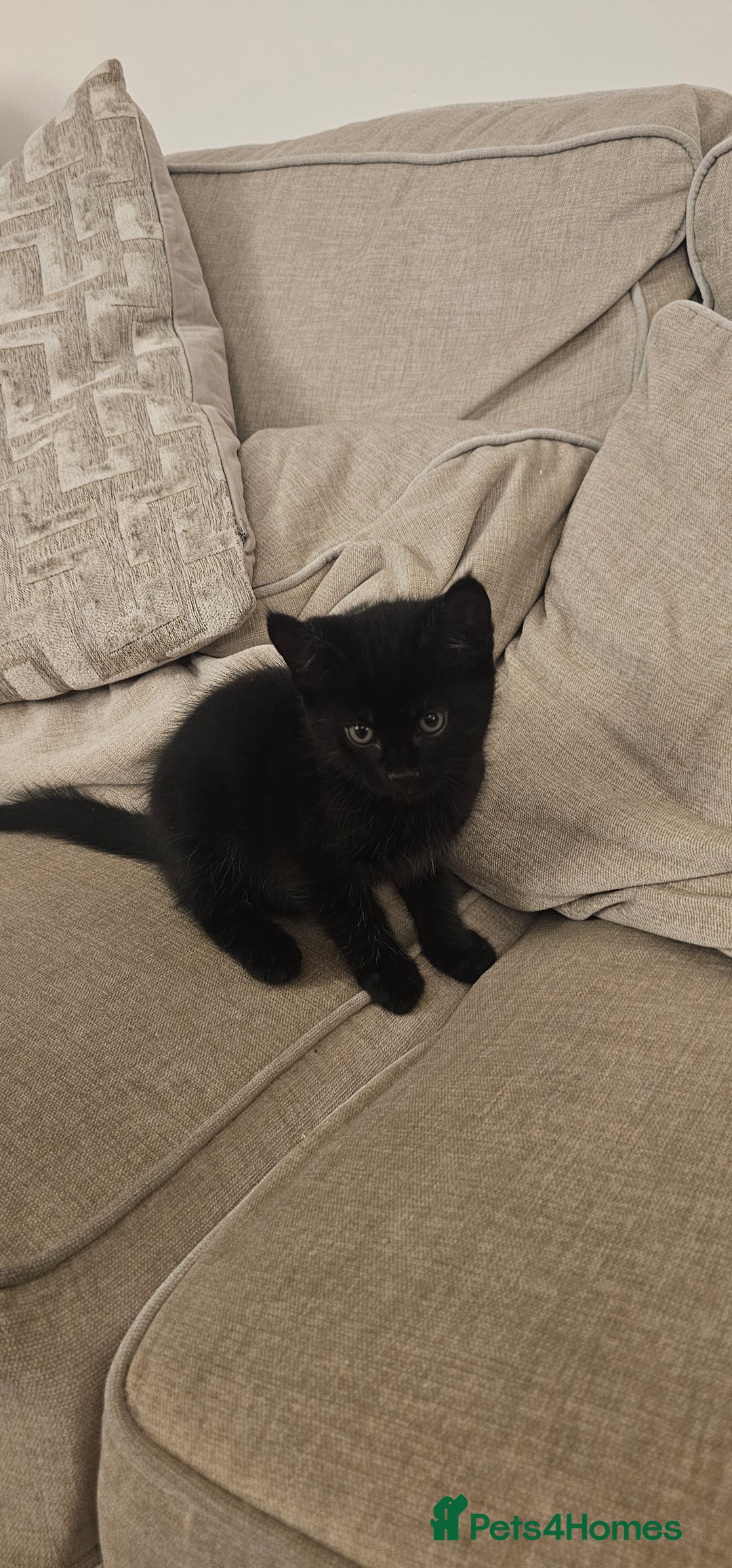 Mixed Breed cats for sale: Bundle of love 2 x beautiful kitties - Advert 2