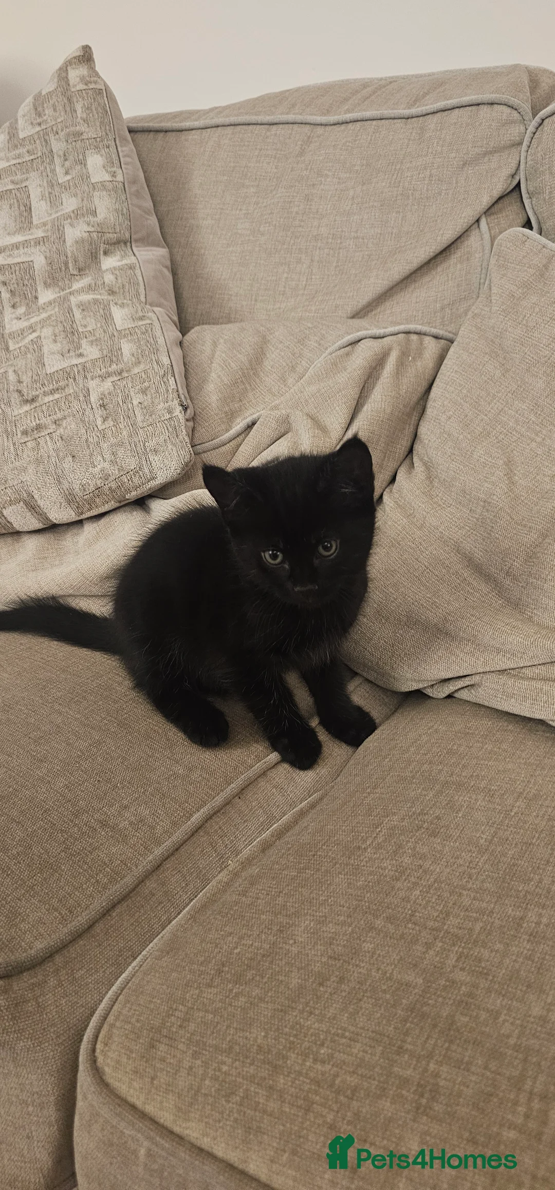 Mixed Breed cats for sale: Bundle of love 2 x beautiful kitties - Advert 2