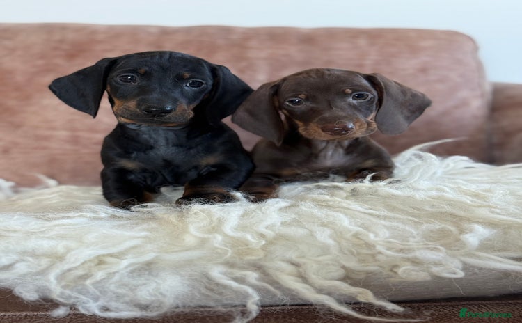 Dachshund dogs - Advert 1