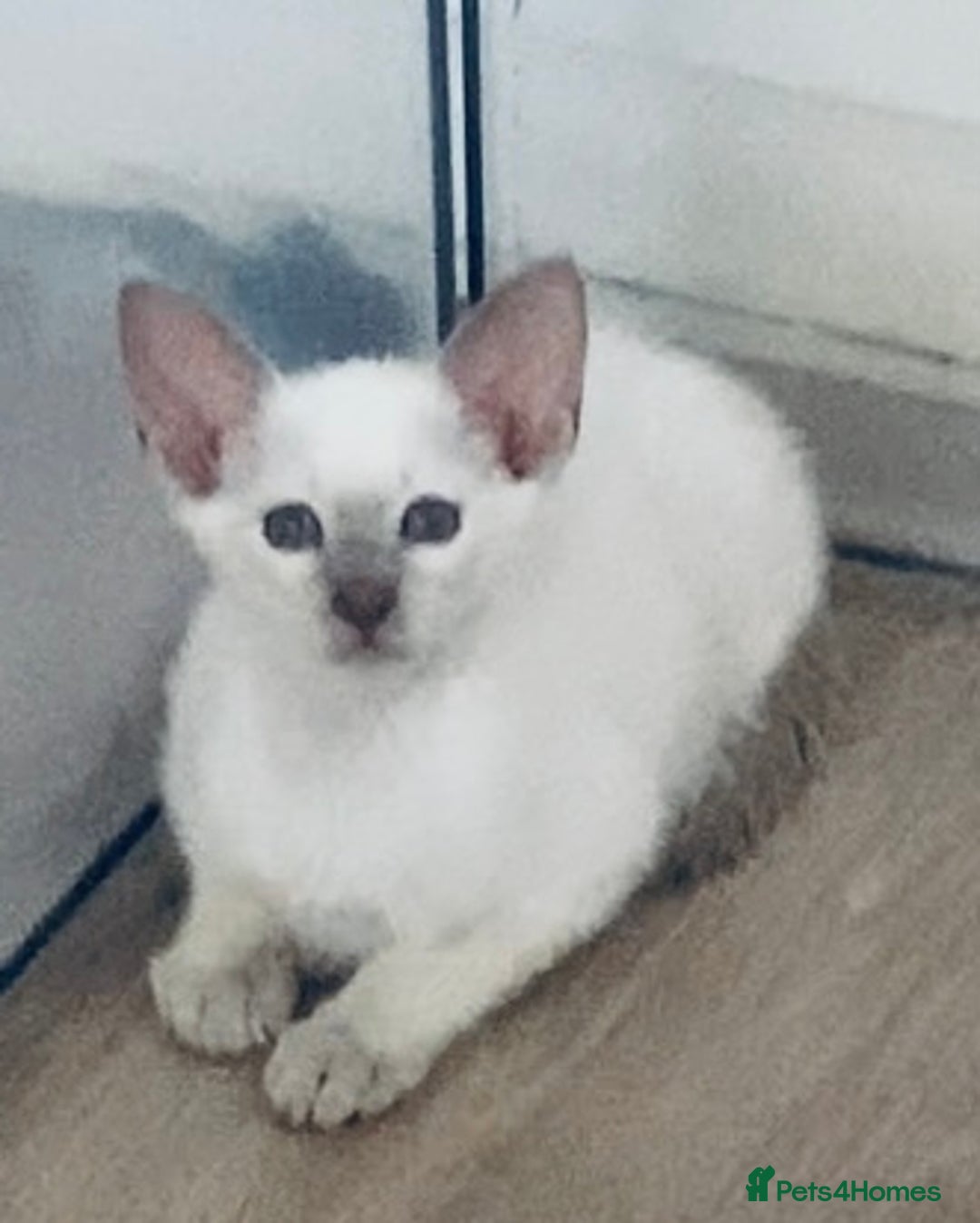 Siamese cats for sale:  Lilac point boy  - Image 8
