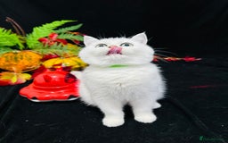 British Shorthair cats for sale: Tica British short hair kittens  - Image 23