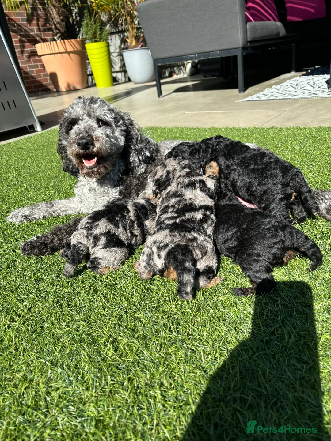 Miniature Poodle dogs for stud: KC TOY CHOCOLATE PHANTOM POODLE in Willenhall - Advert 14