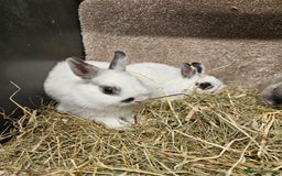 Netherland Dwarf rabbits for sale: Pure Bred Netherland Dwarfs - Image 9