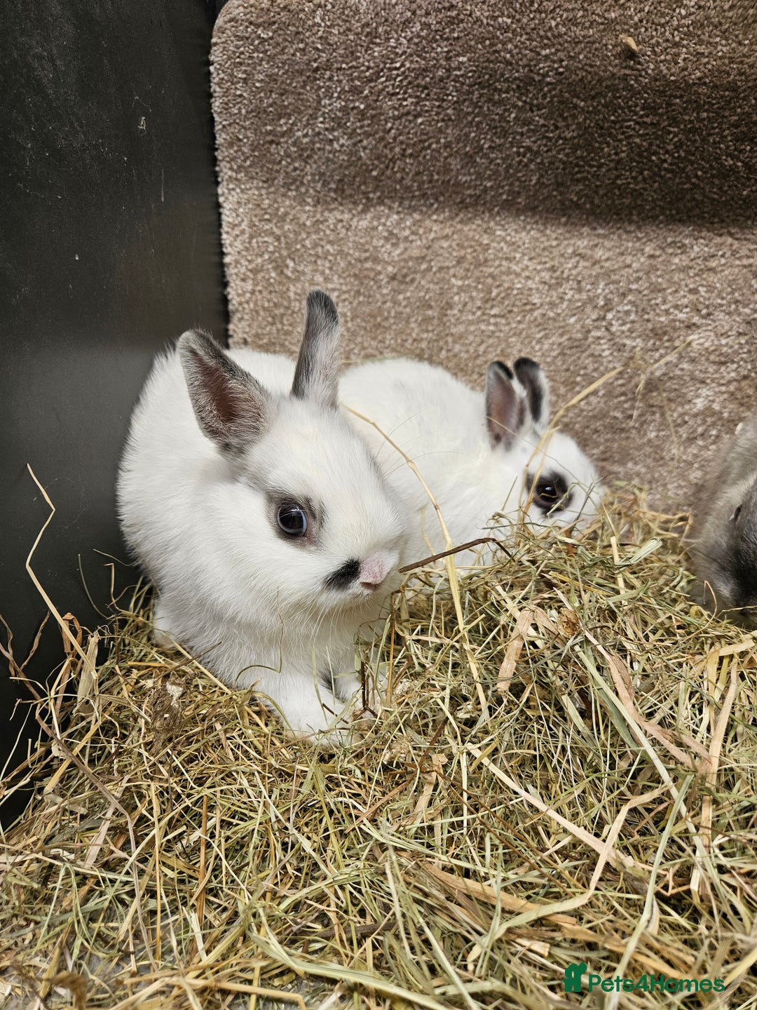 Netherland Dwarf rabbits for sale: Pure Bred Netherland Dwarfs - Image 9