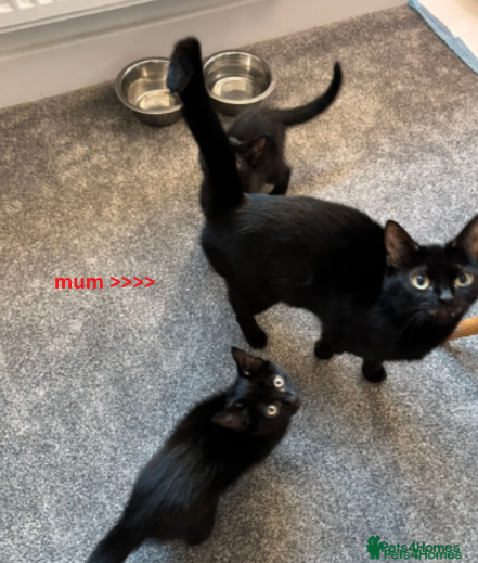 British Shorthair cats  Two black kittys - Advert 1