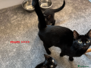 British Shorthair cats Two black kittys - Advert 1