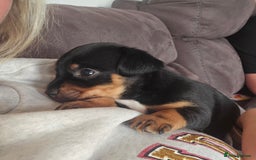 Patterjack dogs for sale: Patterjack - Image 1