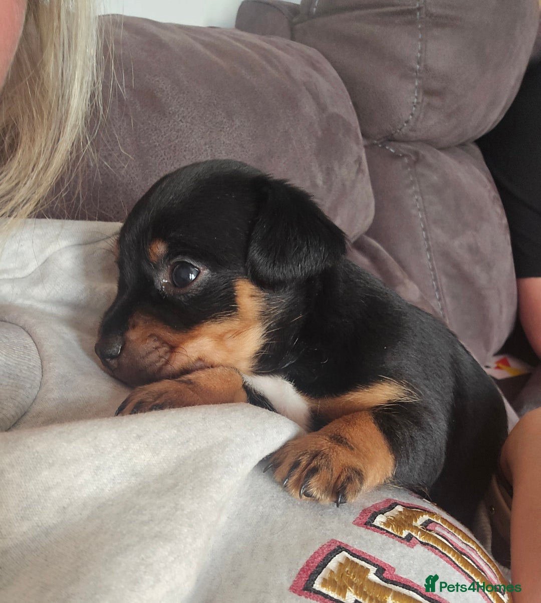 Patterjack dogs for sale: Patterjack - Image 1