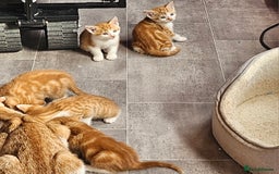 Mixed Breed cats for sale: Kitties for sale  - Image 6