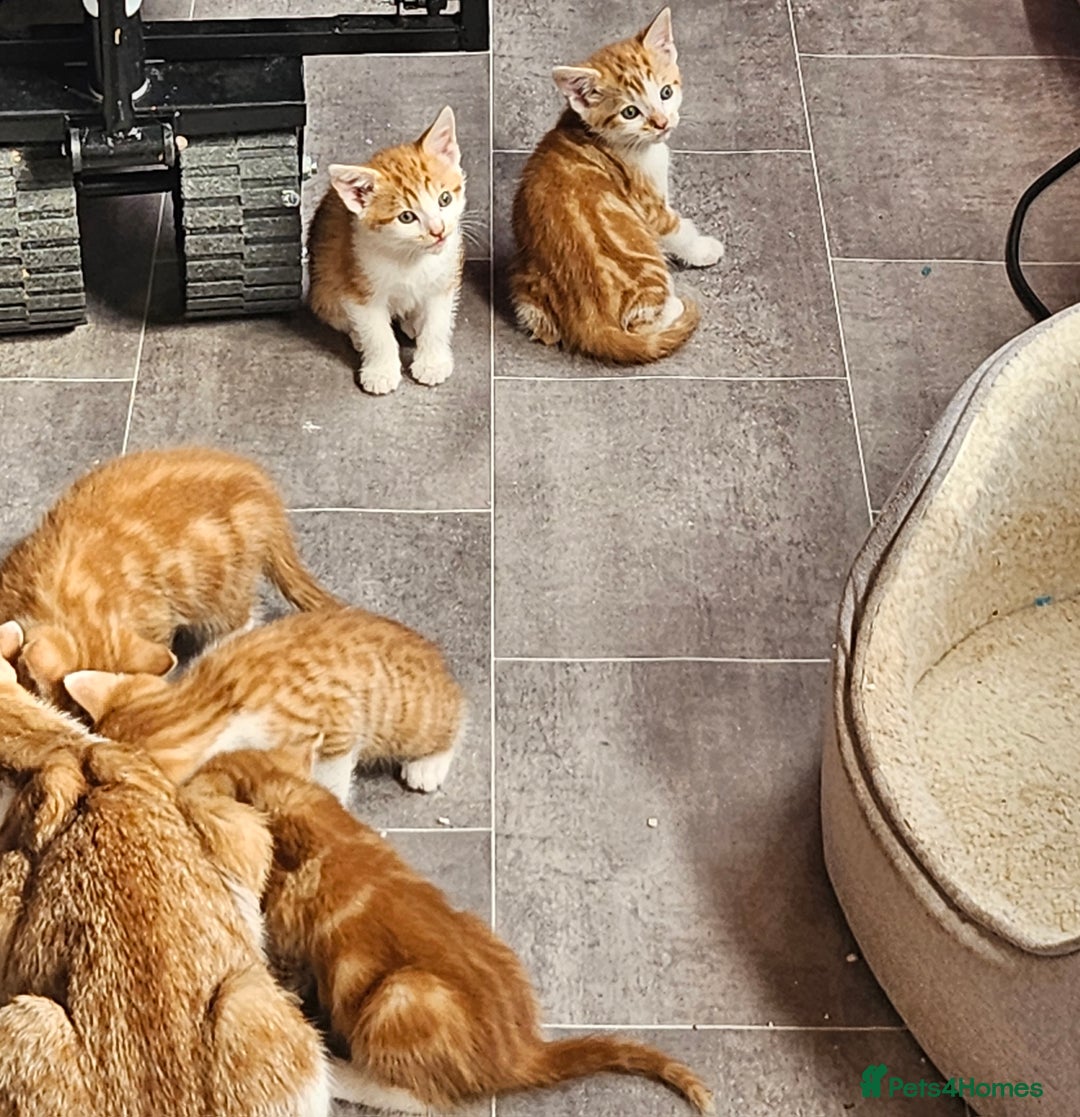 Mixed Breed cats for sale: Kitties for sale  - Image 6