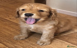 Mixed Breed dogs for sale: 5 adorable puppies - Image 7