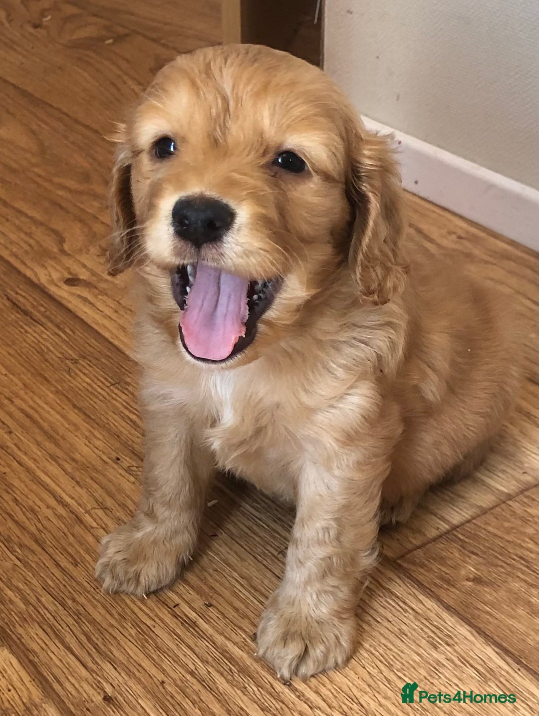 Mixed Breed dogs for sale: 5 adorable puppies - Image 7