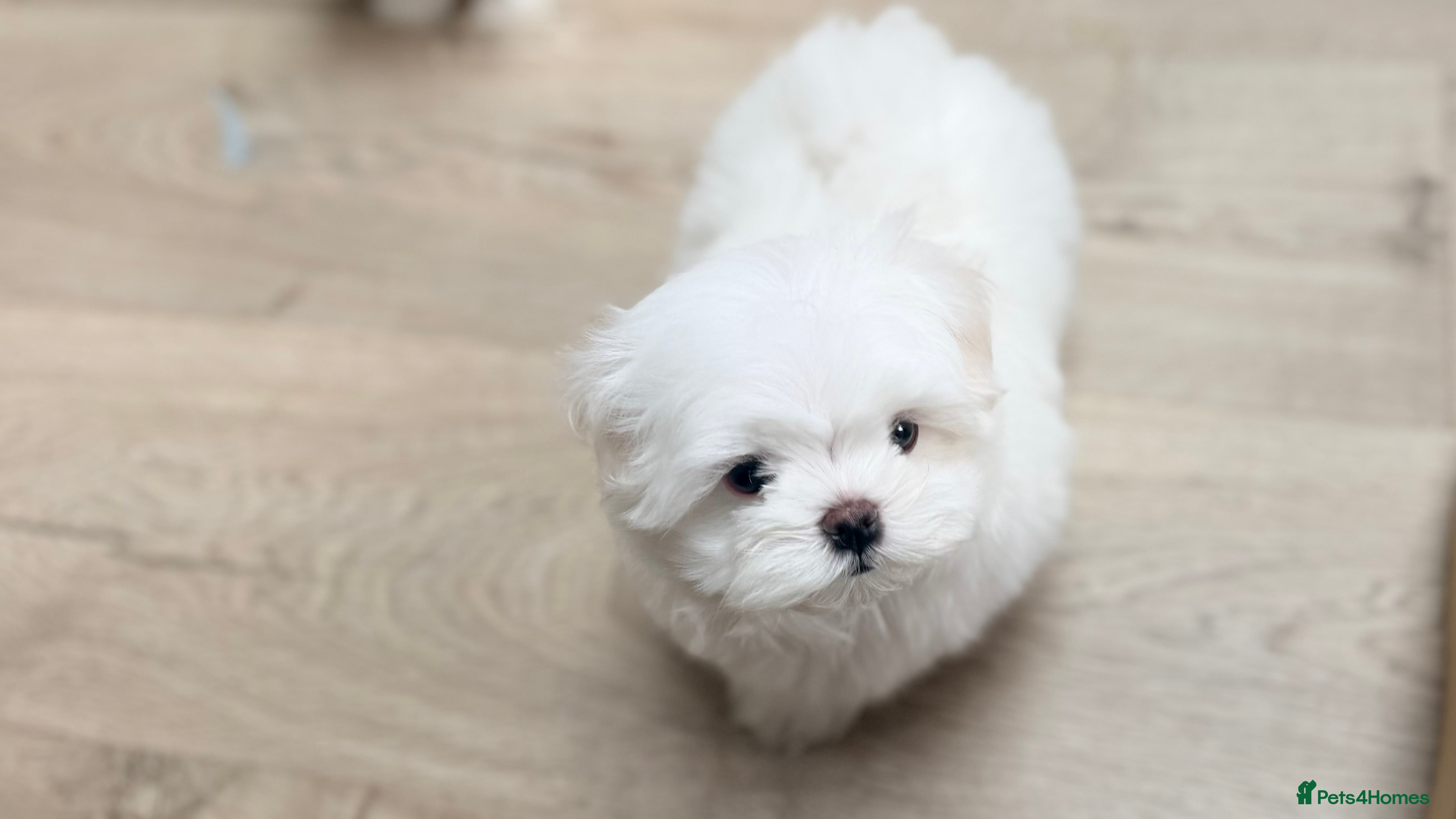 Maltese dogs Bambelina Full Korean Bloodline Maltese - Advert 4