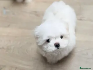 Maltese dogs Bambelina Full Korean Bloodline Maltese - Advert 4