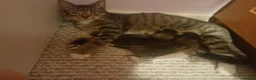 Mixed Breed cats for sale: X2 female tabby kittens in Basingstoke - Advert 1