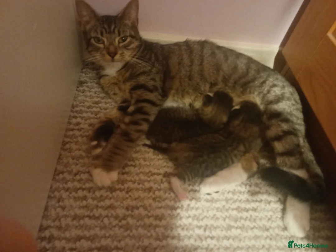 Mixed Breed cats for sale: X2 female tabby kittens in Basingstoke - Advert 1