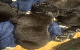 Cane Corso dogs for sale: Champion bloodline cane corso puppys - Image 9