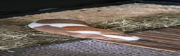 Guinea Pig rodents for sale: Pair of bonded male guinea pigs in Sheffield - Advert 5