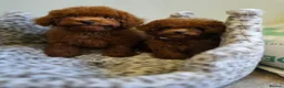 Toy Poodle dogs for sale: Asian toy poodle  - Advert 16