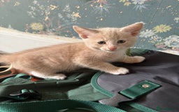 Ragdoll cats for sale: Part rag doll cream/white boy kittens ready now - Image 7