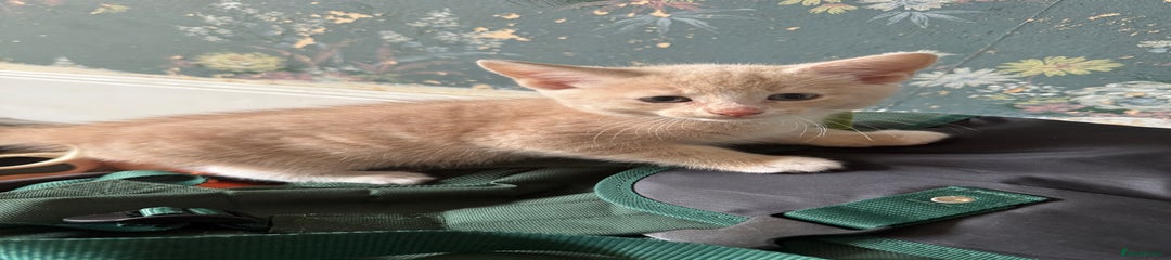 Ragdoll Kitten 3