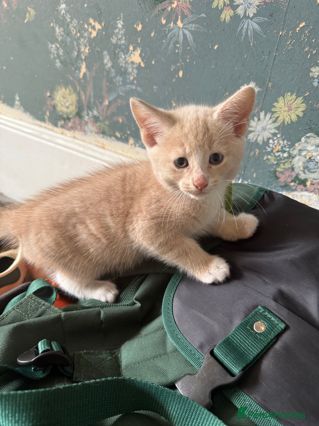 Ragdoll cats for sale: Part rag doll cream/white boy kittens ready now - Image 7