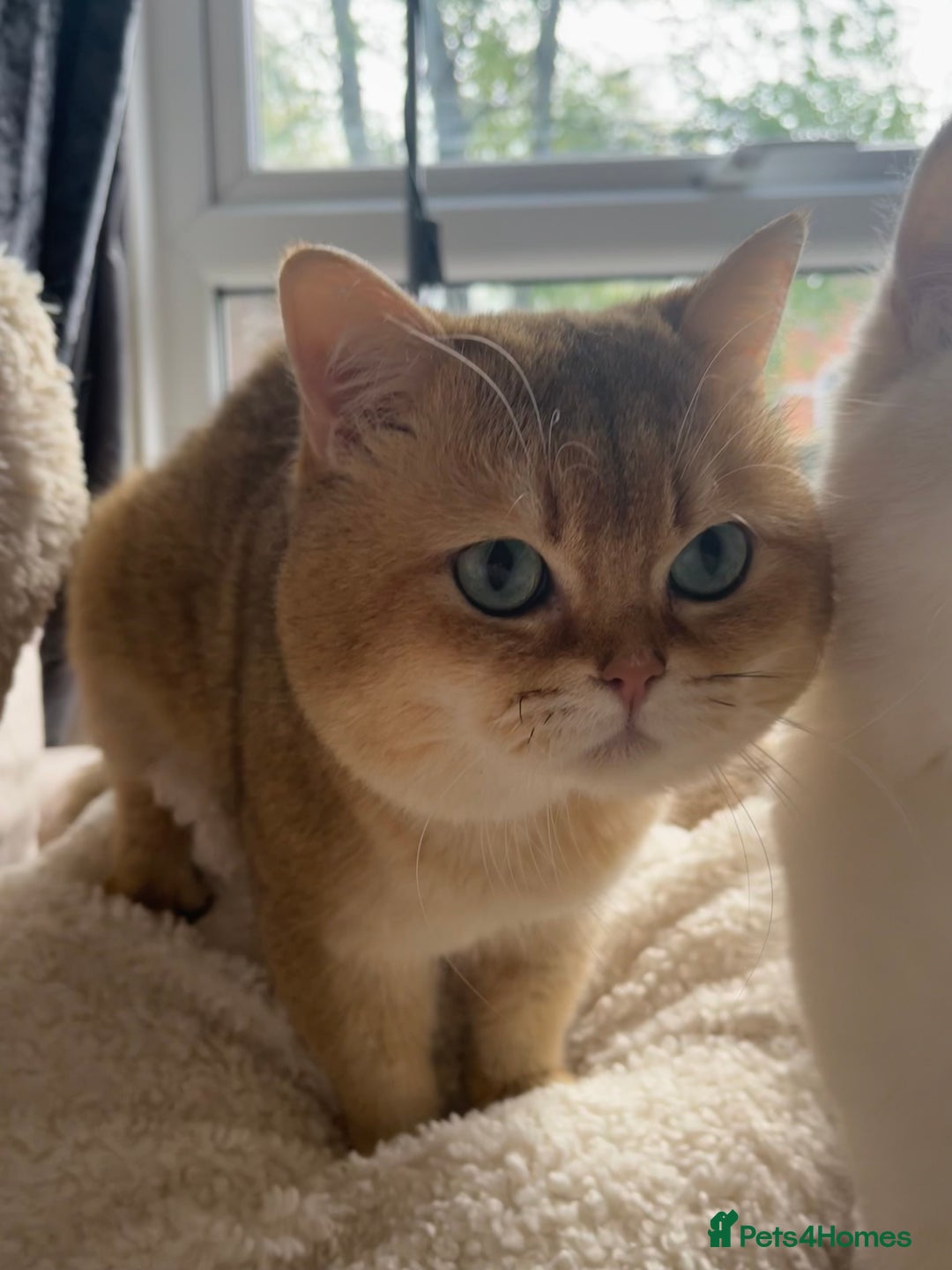 British Shorthair cats for stud: PLEASE READ! Golden BSH with Championship lines in London - Advert 7