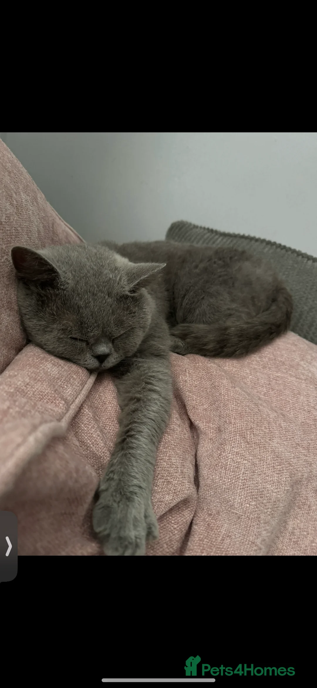 British Shorthair cats for sale: Bsh gccf registered  - Advert 2