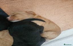 Cocker Spaniel dogs for sale: KC Reg Cocker Spaniel Puppies - Image 8