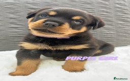 Rottweiler dogs for sale: KC Rottweiler puppies ready 16/11/25 - Image 18