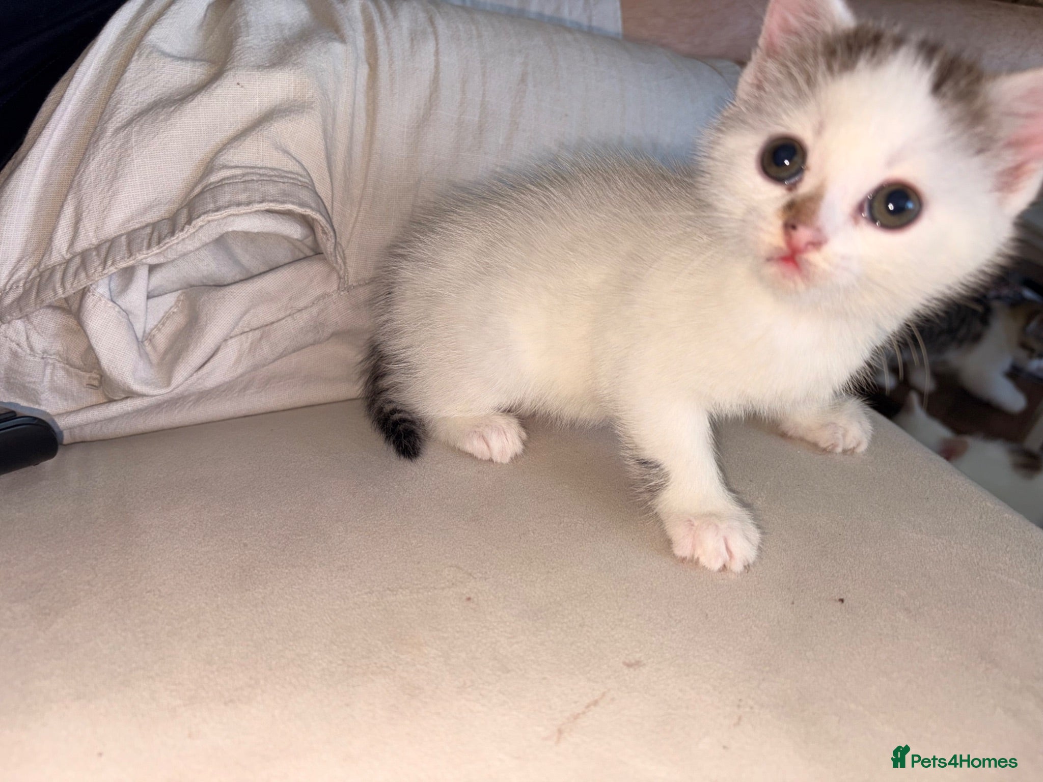 Mixed Breed cats Cute kittens for sale  - Advert 1
