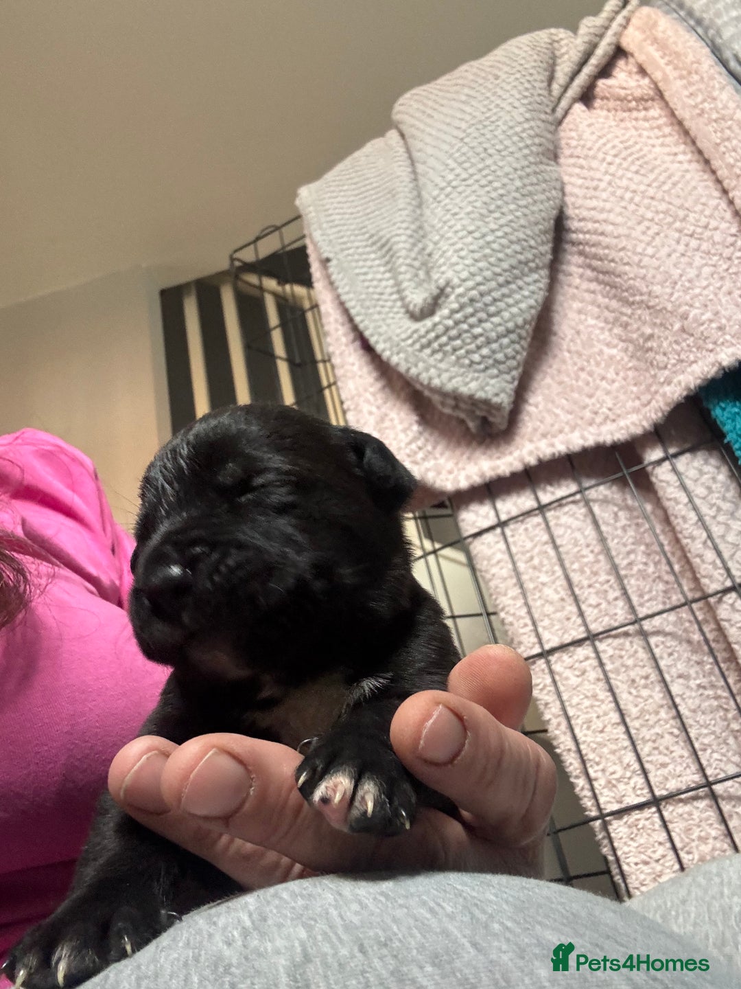 Mixed Breed dogs for sale: Cane corso puppys - Advert 7