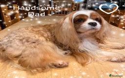 Cavapoo dogs for sale: ✨Exceptional Cavapoo Puppies Raised with love🐾 - Image 7