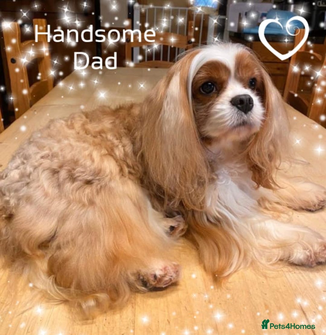 Cavapoo dogs for sale: ✨Exceptional Cavapoo Puppies Raised with love🐾 - Image 7