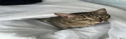 Bengal cats for sale: Crossed bengal cat for sale in Portsmouth - Advert 3