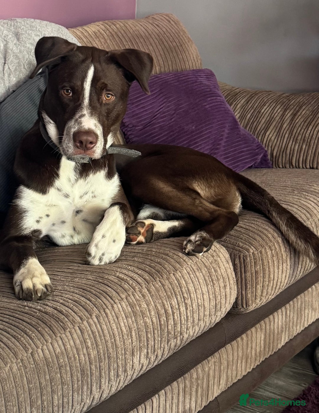 Mixed Breed dogs for sale: Siberian husky x dalmation - Advert 4