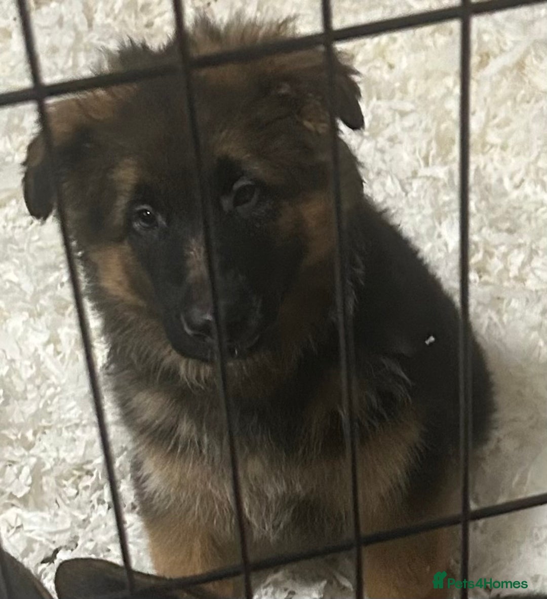 German Shepherd dogs for sale: Kc registered long haired GSD Puppy - Advert 7