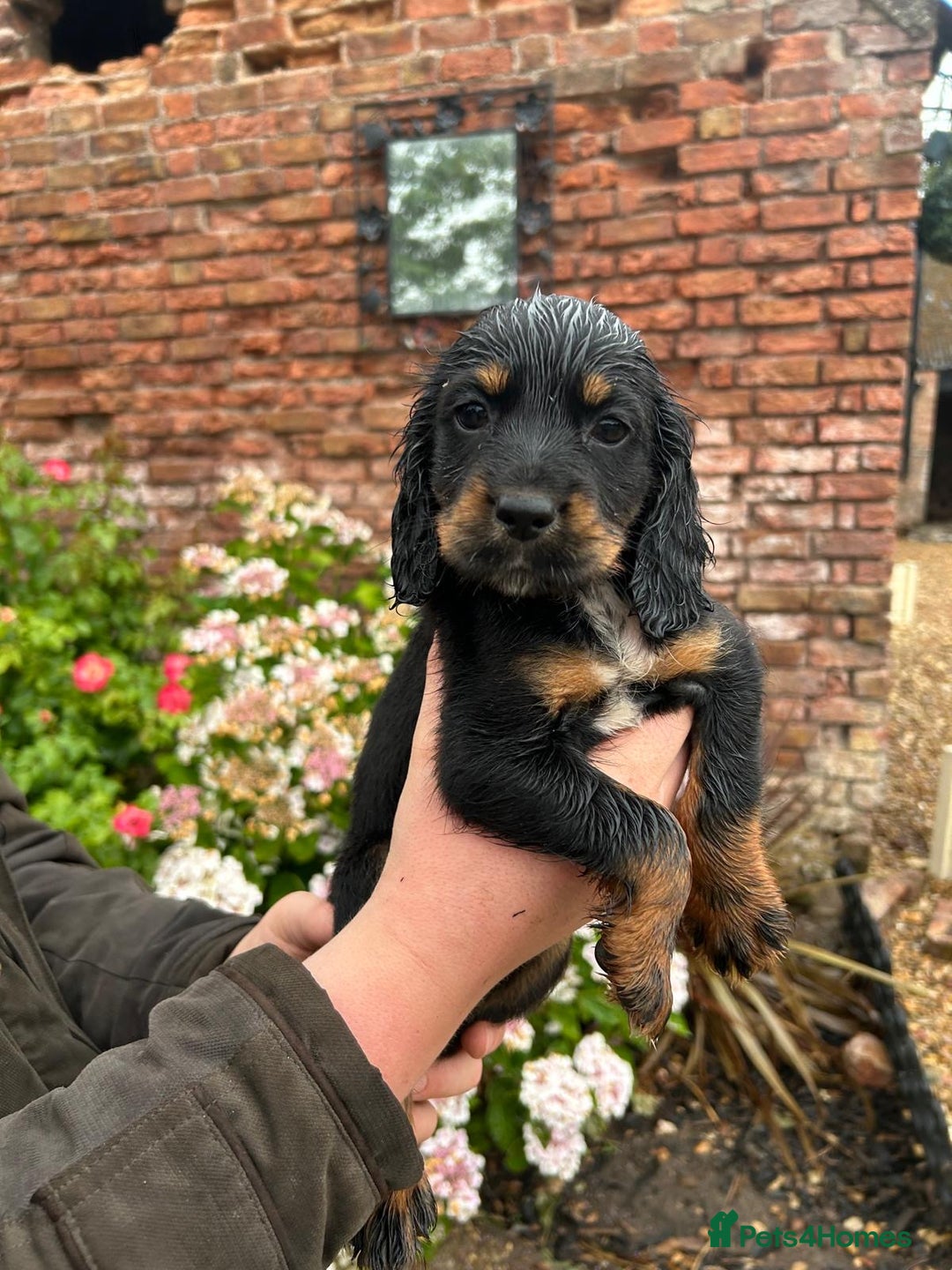 Cocker Spaniel dogs for sale: Working KC registered puppies  - Image 6